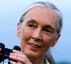 Jane Goodall